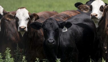 Texas screwworm cases don't risk food supply, Brooke Rollins says