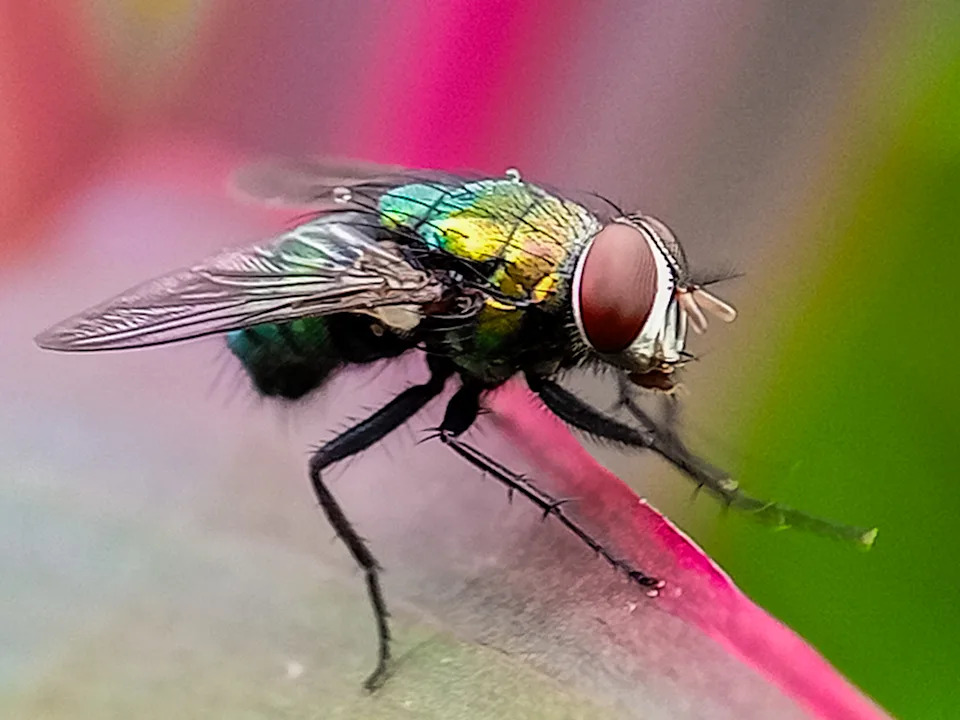 The New World screwworm is a species of parasitic fly that is well known for the way in which its larvae (maggots) eat the living tissue.