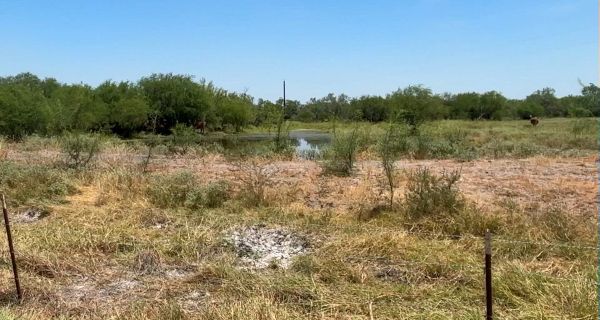 Invasive pasture mealybug detected in South Texas, threatening grasslands