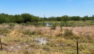 Invasive pasture mealybug detected in South Texas, threatening grasslands