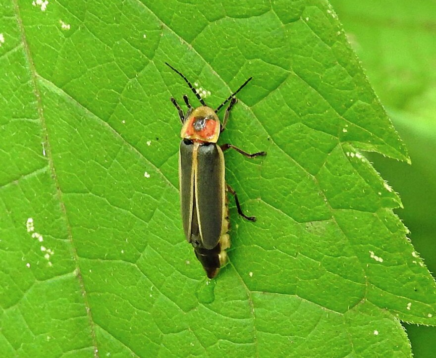 A close-up shot of a firefly resting on a leaf.