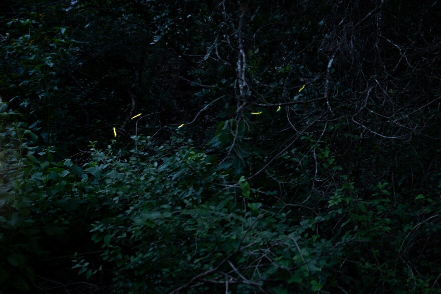 A dark nature scene full of trees is shown with streaks of lights that are fireflies. 