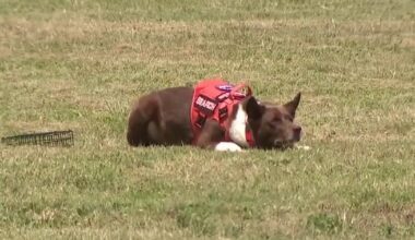 TEXSAR K9s helped search after July 4th deadly Texas floods