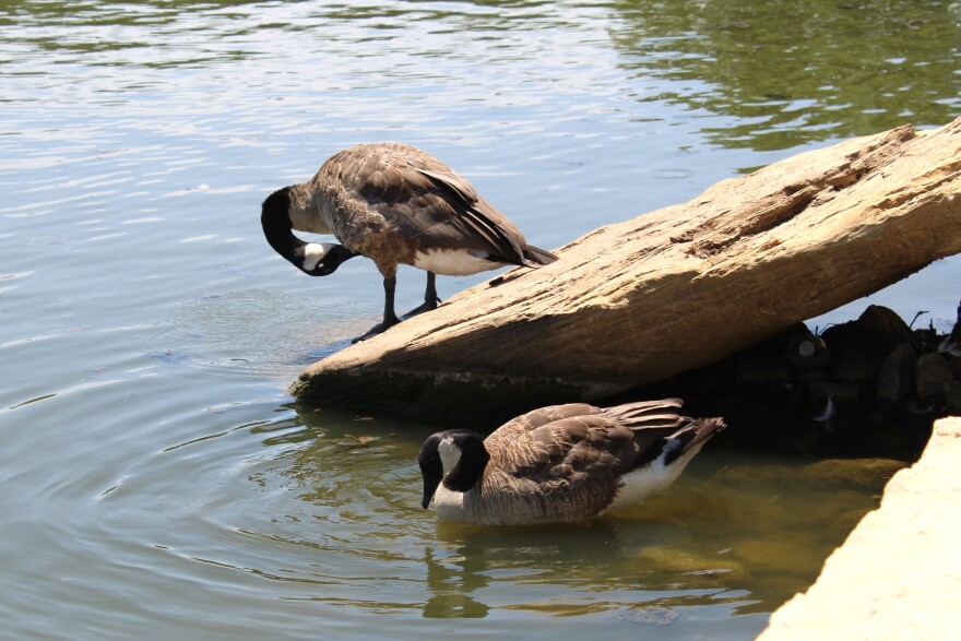 Canadian geese at Boys Ranch Lake in Bedford. July 2, 2026.