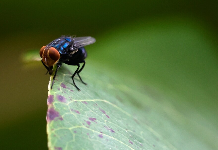 A screwworm fly stands on a leaf at a bio-factory as Mexico's government reconditions a plant to become the new sterile screwworm fly facility, part of the country's effort to eradicate the flesh-eating parasite that threatens its livestock industry and raises tensions with the United States, in Metapa de Dominguez, Mexico, October 17, 2025.