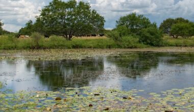 470-acre Texas farm permanently protected from future development