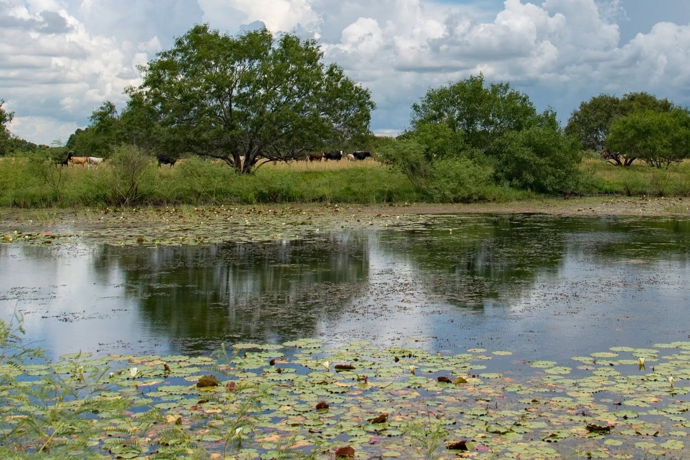 470-acre Texas farm permanently protected from future development