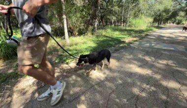 San Antonio area pet owners urged to vaccinate animals amid rabies season
