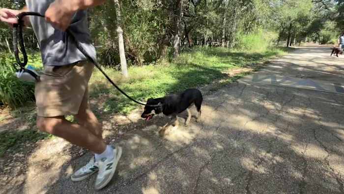 San Antonio area pet owners urged to vaccinate animals amid rabies season