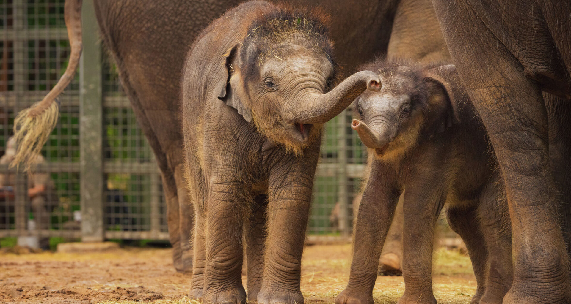 Sam Houston, the Fort Worth Zoo's newest Asian elephant calf, was born on April 1, 2026.