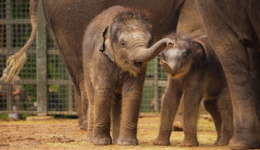 Sam Houston, the Fort Worth Zoo's newest Asian elephant calf, was born on April 1, 2026.