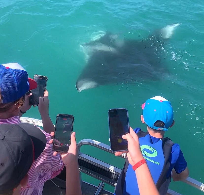 Mysterious swimmer off Texas beach turns out to be a rare species