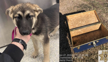 Man accused of leaving puppy locked in trunk in Channelview field