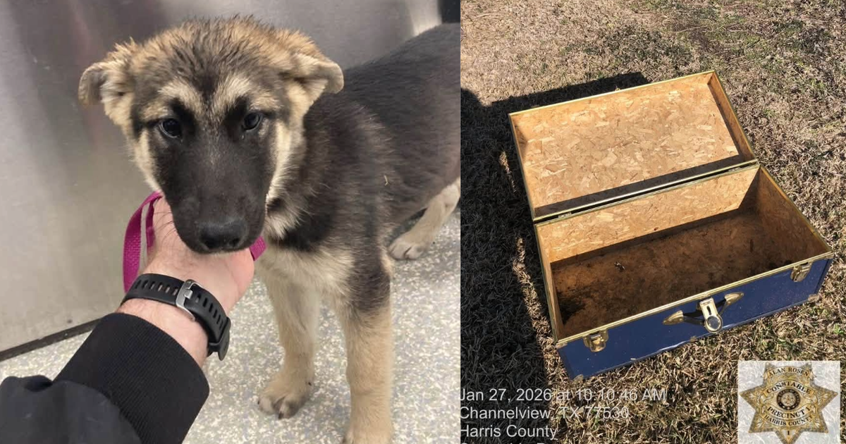 Man accused of leaving puppy locked in trunk in Channelview field