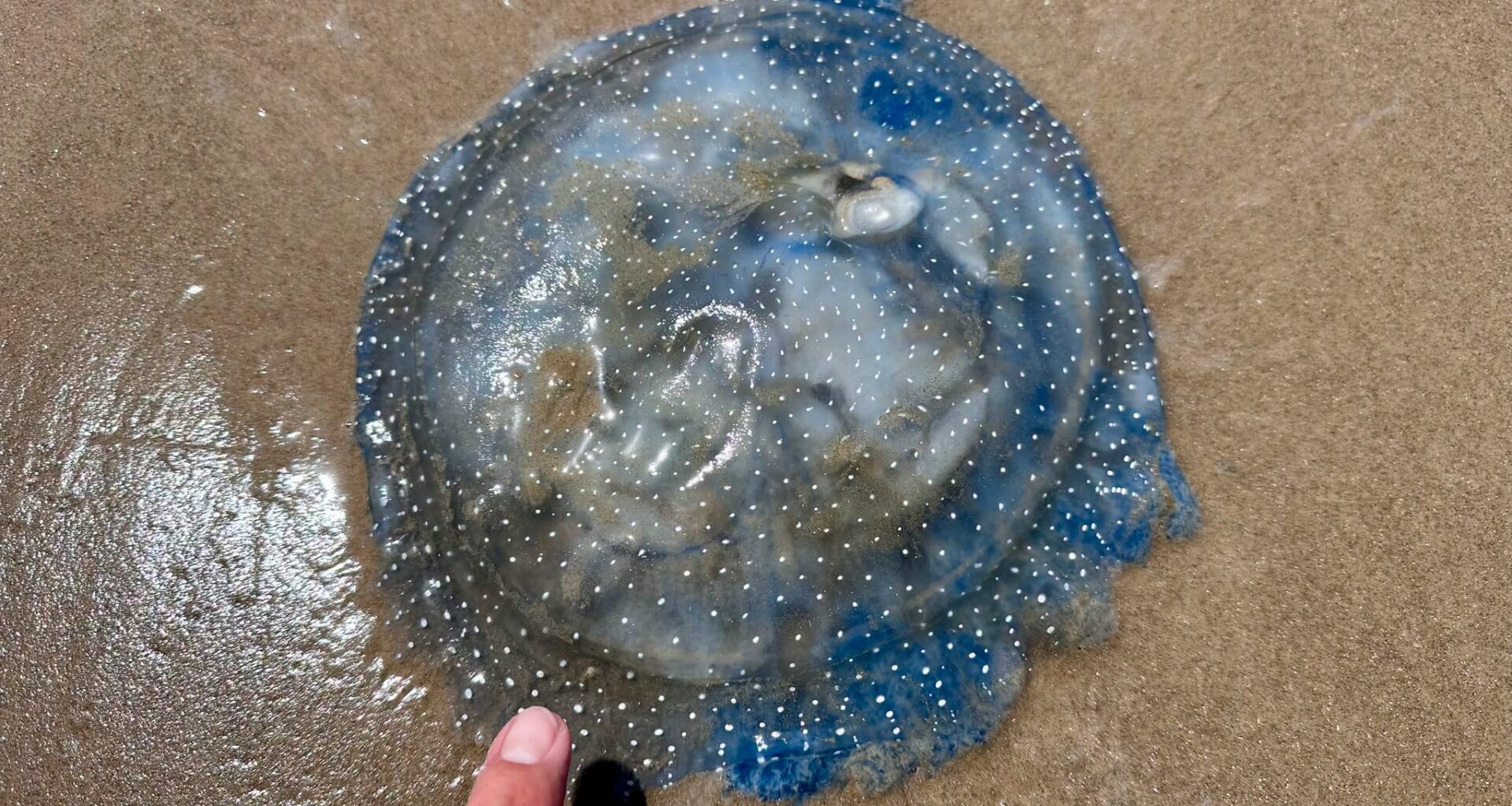 Giant invasive jellyfish make a return to Texas beaches