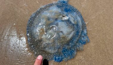 Giant invasive jellyfish make a return to Texas beaches