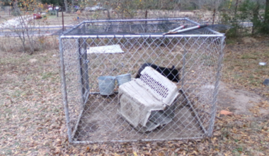 North Texas woman pleads guilty in unlicensed German Shepherd breeding facility case