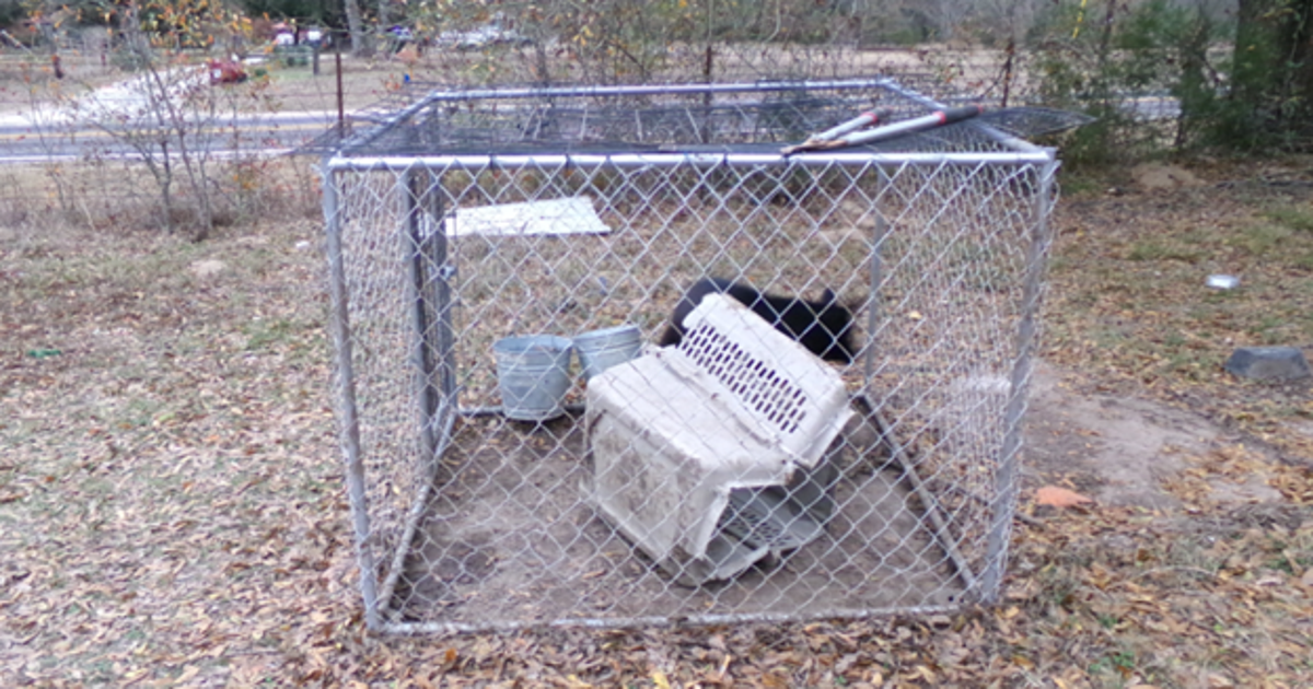 North Texas woman pleads guilty in unlicensed German Shepherd breeding facility case