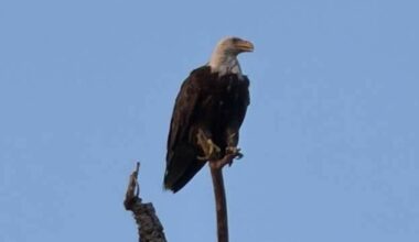 It's been a busy year for White Rock Lake's Bald Eagles