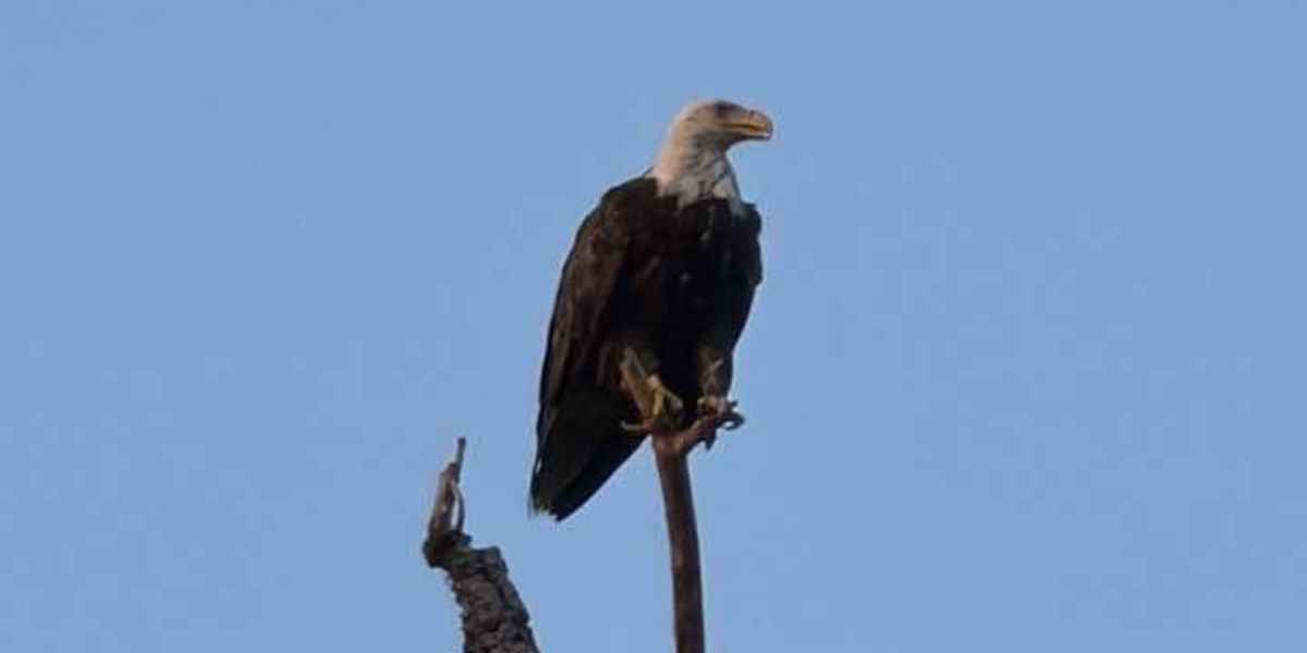 It's been a busy year for White Rock Lake's Bald Eagles