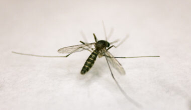 This female house mosquito was to be tested at Dallas County Mosquito Lab for West Nile virus.