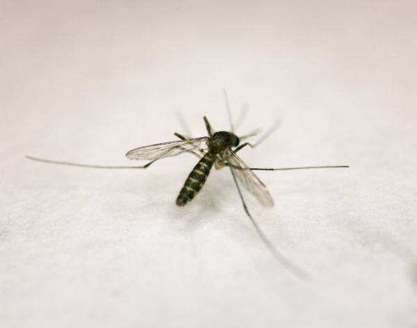 This female house mosquito was to be tested at Dallas County Mosquito Lab for West Nile virus.