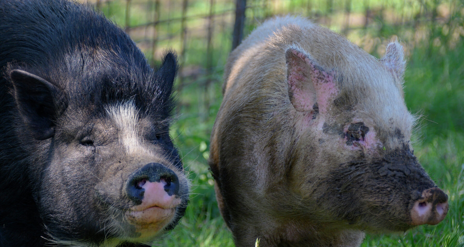 Can you own pigs in San Antonio? Here's what the law says