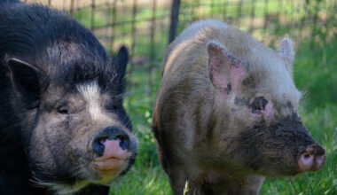 Can you own pigs in San Antonio? Here's what the law says