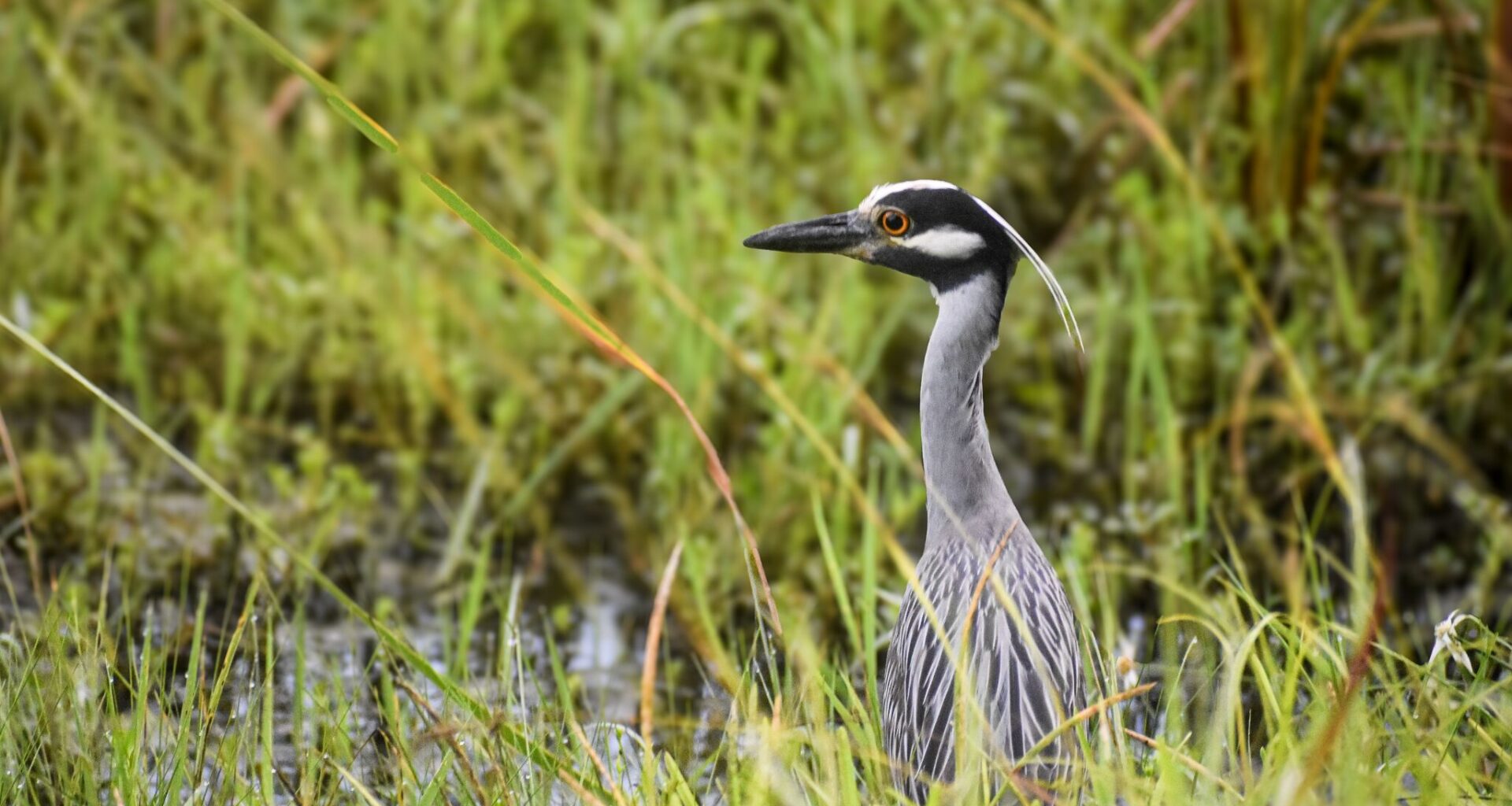 4 birds you're seeing everywhere in Houston this summer