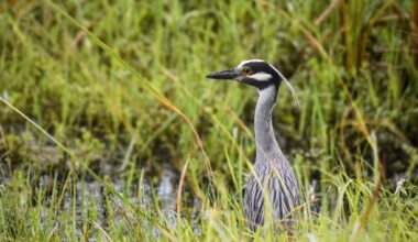 4 birds you're seeing everywhere in Houston this summer