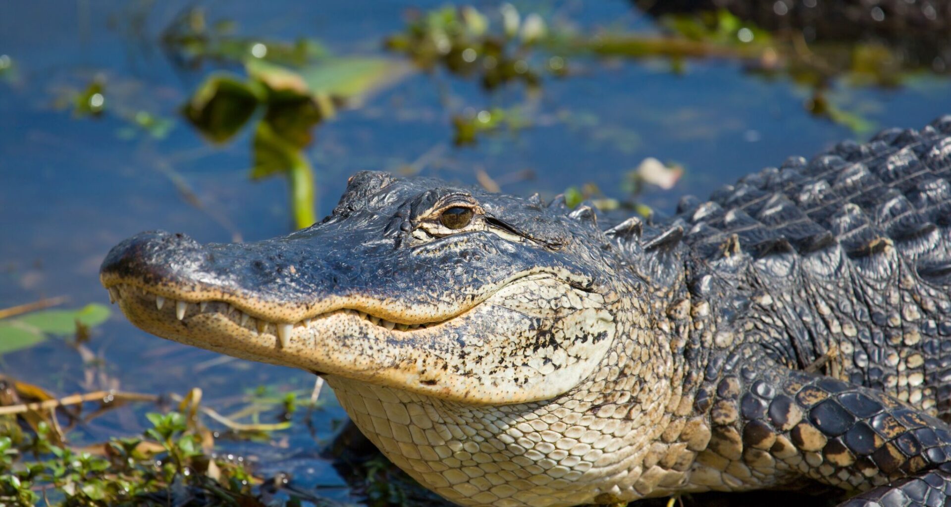 Texas issues alligator advisory for Clear Lake area
