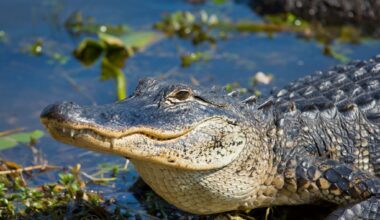 Texas issues alligator advisory for Clear Lake area