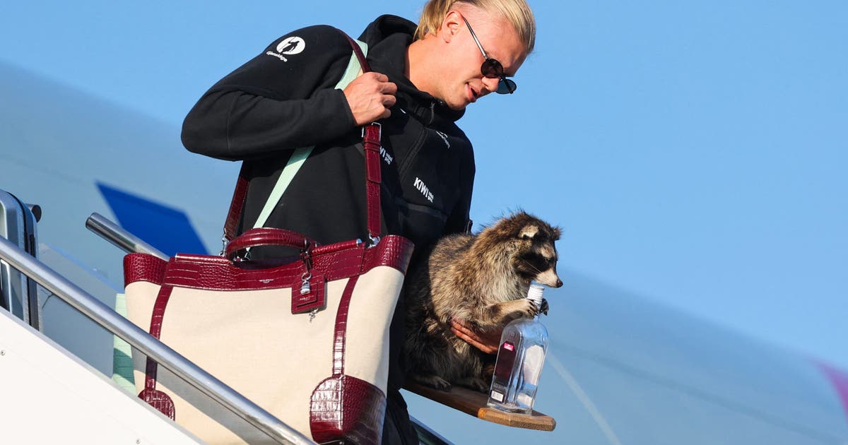 Erling Haaland brings stuffed raccoon from Dallas western store back to Norway