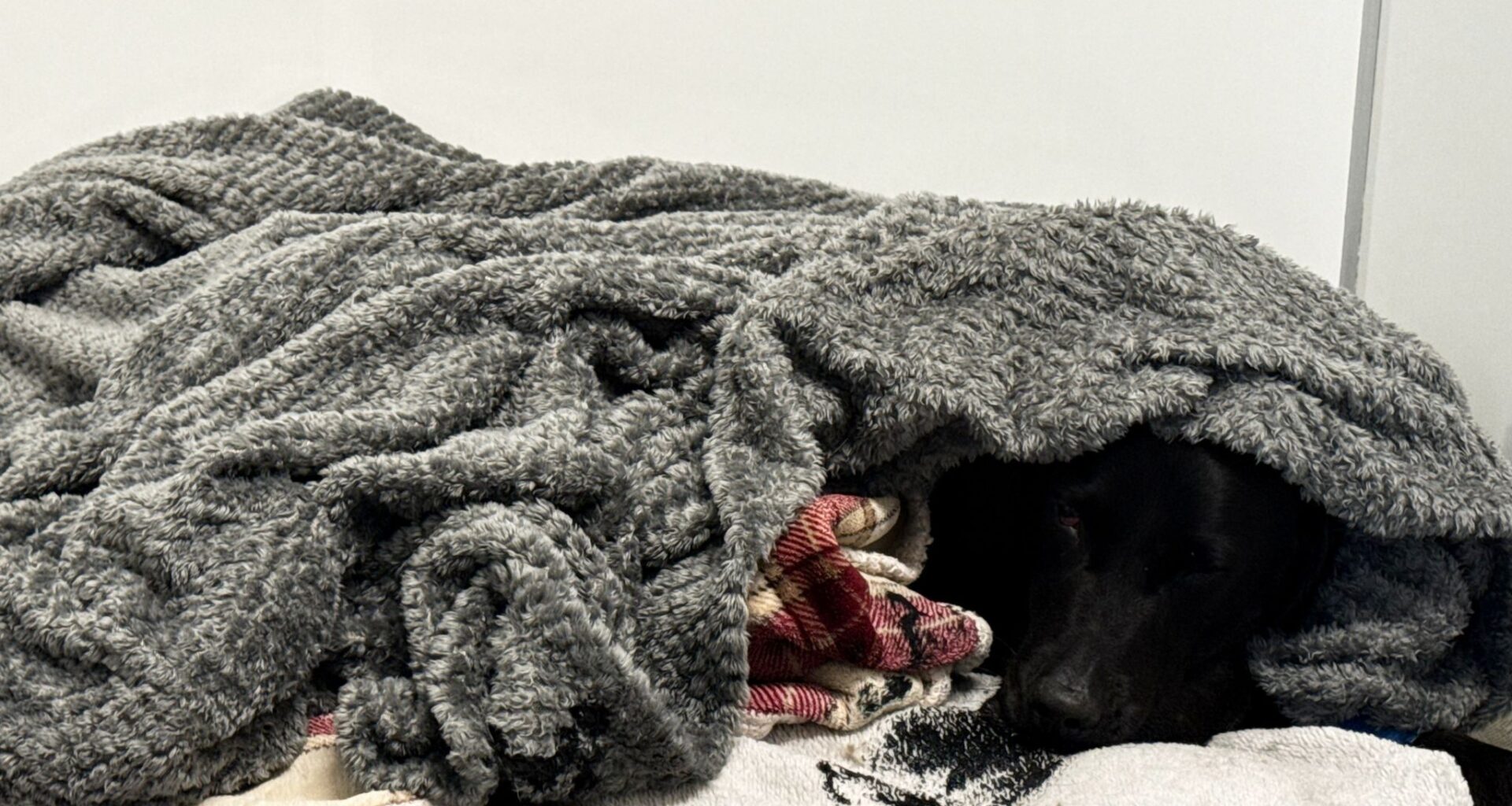 Grateful dog owner describes mountain rescue after canine apparently ingests cannabis