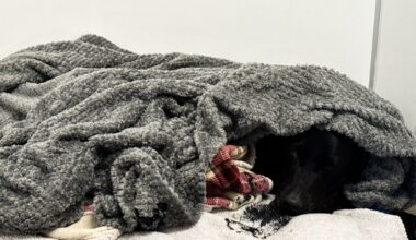 Grateful dog owner describes mountain rescue after canine apparently ingests cannabis