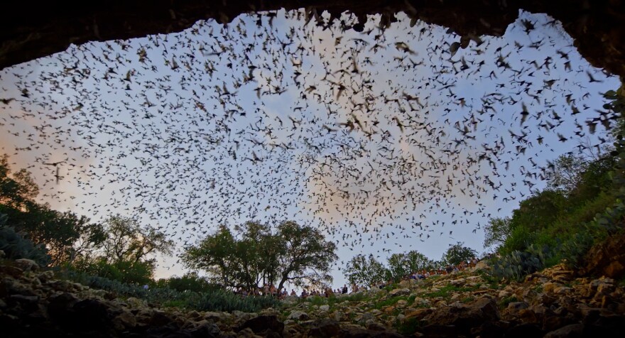 Thousands of bats pour out of Bracken Cave, on the outskirts of San Antonio. The cave is home to the world's largest known bat colony.