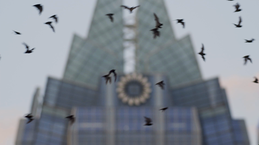 Bats swirl in the air in front of the Frost Bank Tower after emerging from under the Congress Avenue bridge.