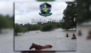Cajun Navy volunteers rescue Hill Country horses from floodwaters
