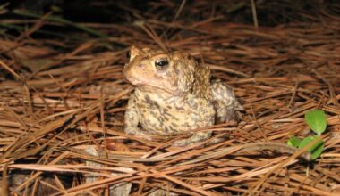 Houston toad makes comeback after disappearing from Harris County
