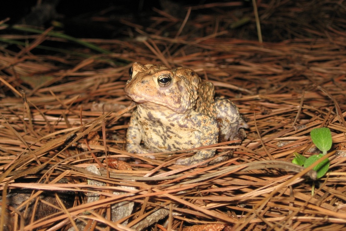 Houston toad makes comeback after disappearing from Harris County