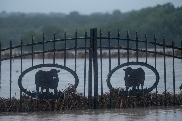 A property's gate featuring cattle is partially submerged with flood waters along State Highway 27 in Comfort, Texas, Thursday, July 16, 2026. (AP Photo/Joel Angel Juarez)