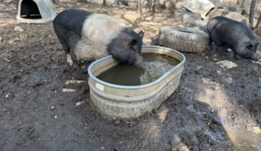 San Antonio livestock sanctuary trapped by flooding, left with significant damages