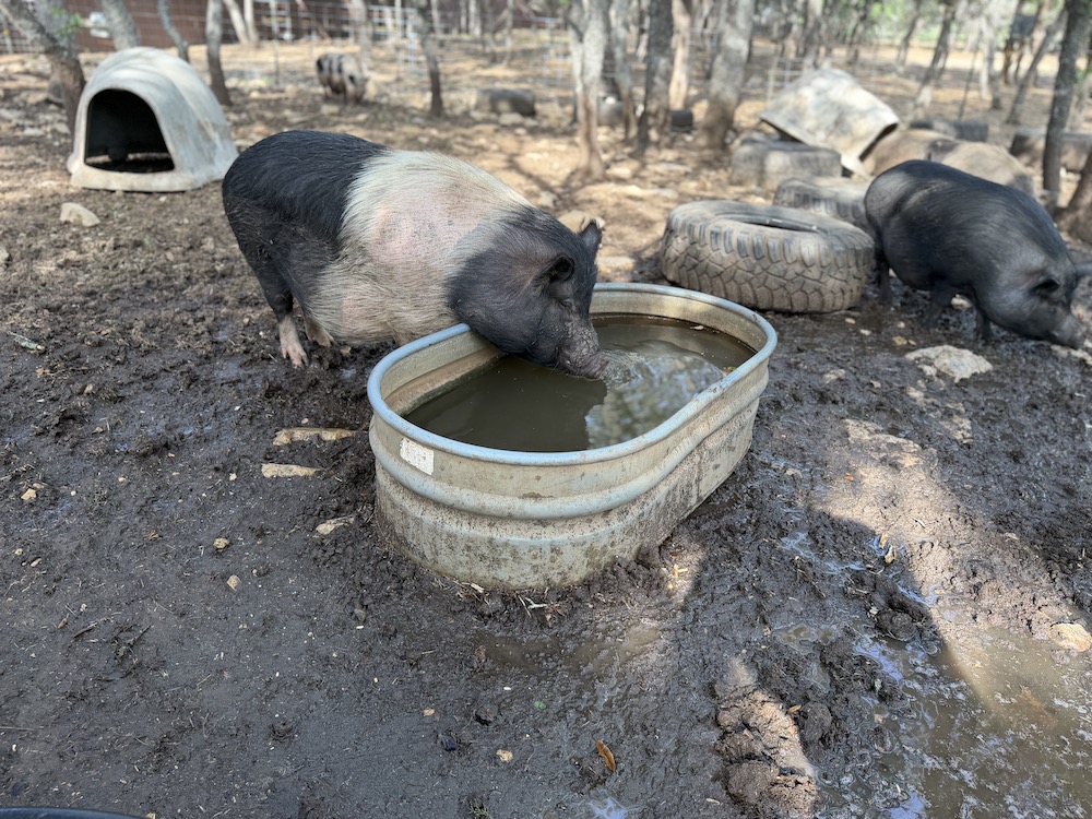 San Antonio livestock sanctuary trapped by flooding, left with significant damages
