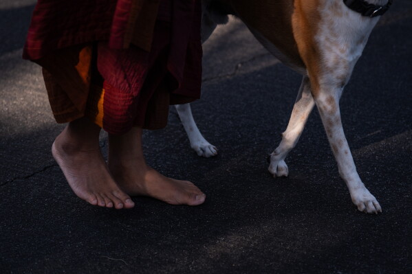 Bhikkhu Pannakara, a Buddhist monk who led a Walk for Peace from Fort Worth, Texas, to Washington, D.C., and his dog, Aloka, walk to Wat Thai of Los Angeles in the North Hollywood section of Los Angeles, Monday, July 13, 2026. (AP Photo/Jae C. Hong)