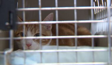 Rescue flight brings 90 cats, dogs from Texas to Utah