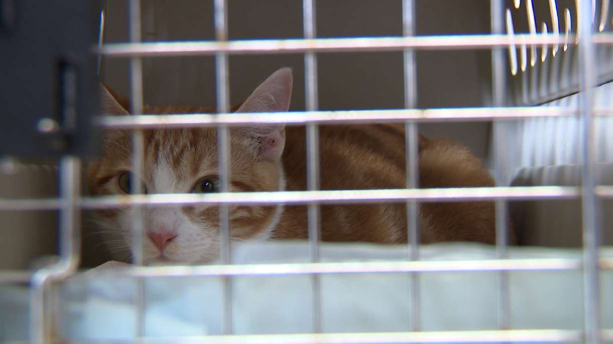 Rescue flight brings 90 cats, dogs from Texas to Utah