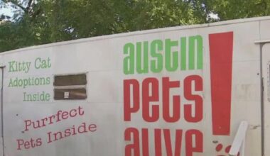 Local animal shelter rescues 17 pets from Texas flooding