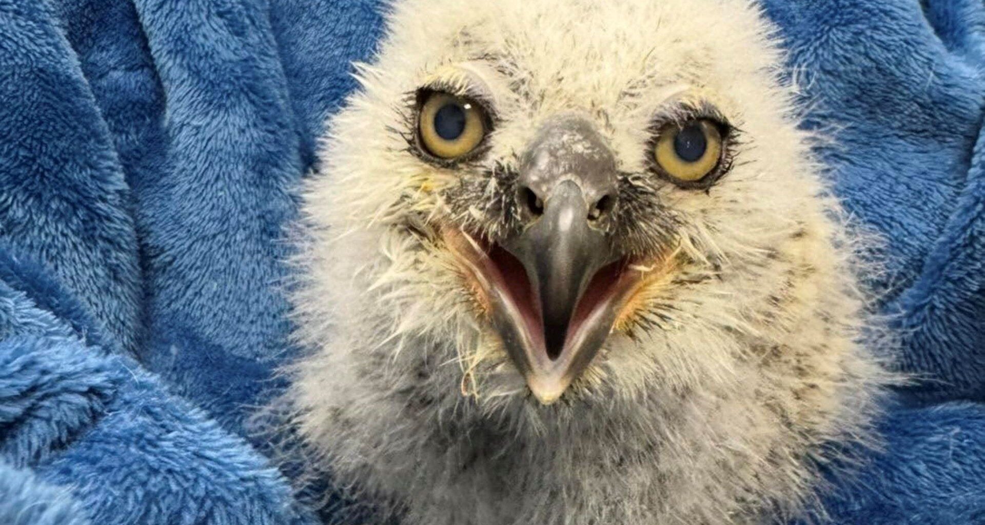 An owlet.