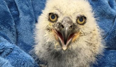 An owlet.