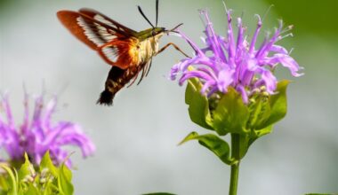 Lights Out, Wings Up! It’s National Moth Week!